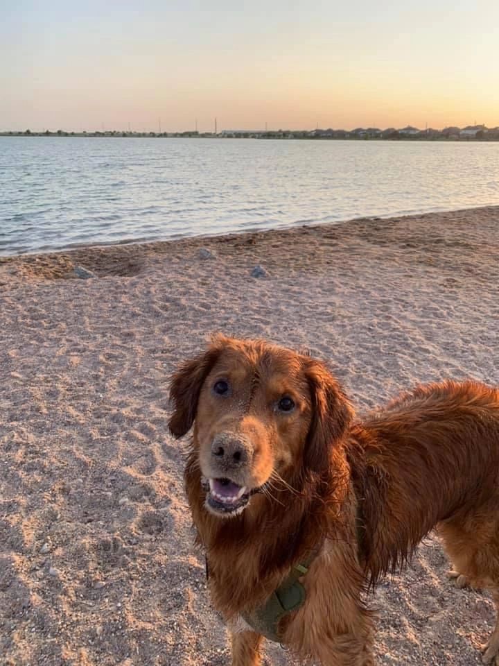 Koda enjoying the beach at sunset
