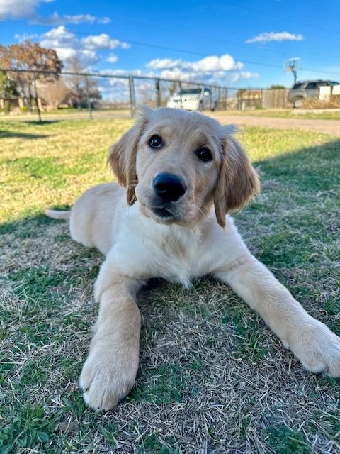 A young Alamo Ranch Golden puppy outdoors